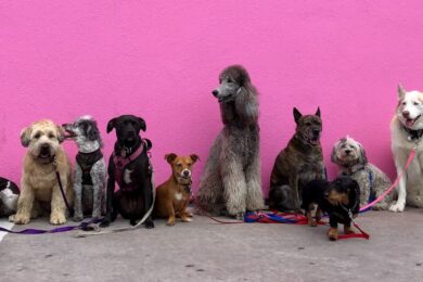 Hunderassen auf einem Bild zusammengefasst - Wachstum