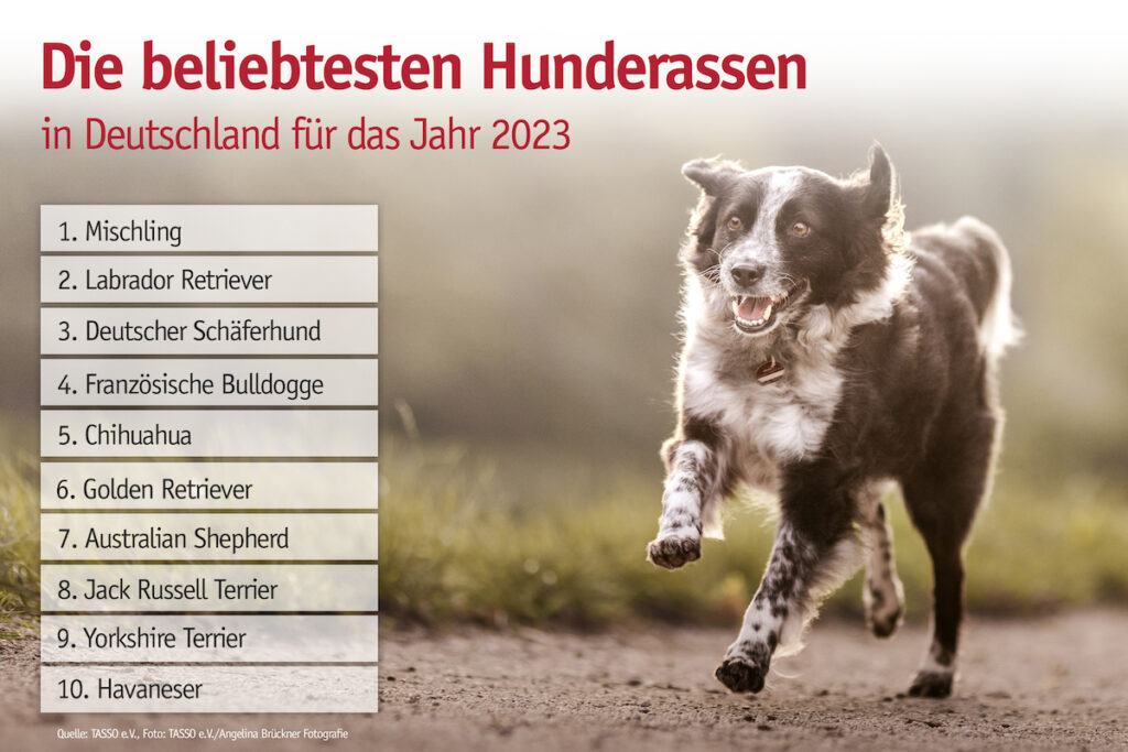 Hundetrends